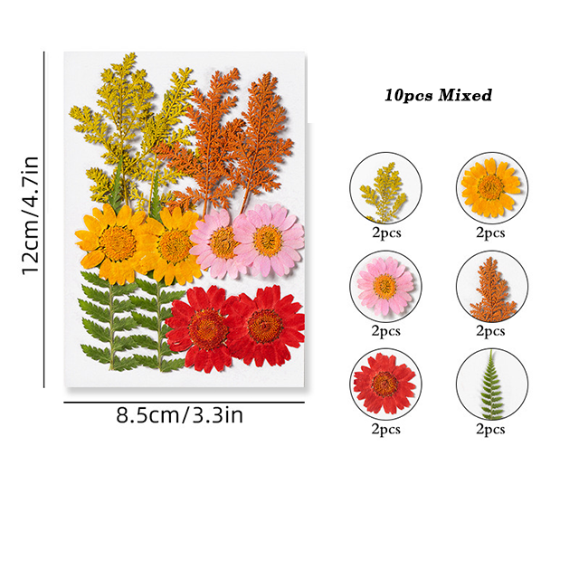 Dried Pressed Flower