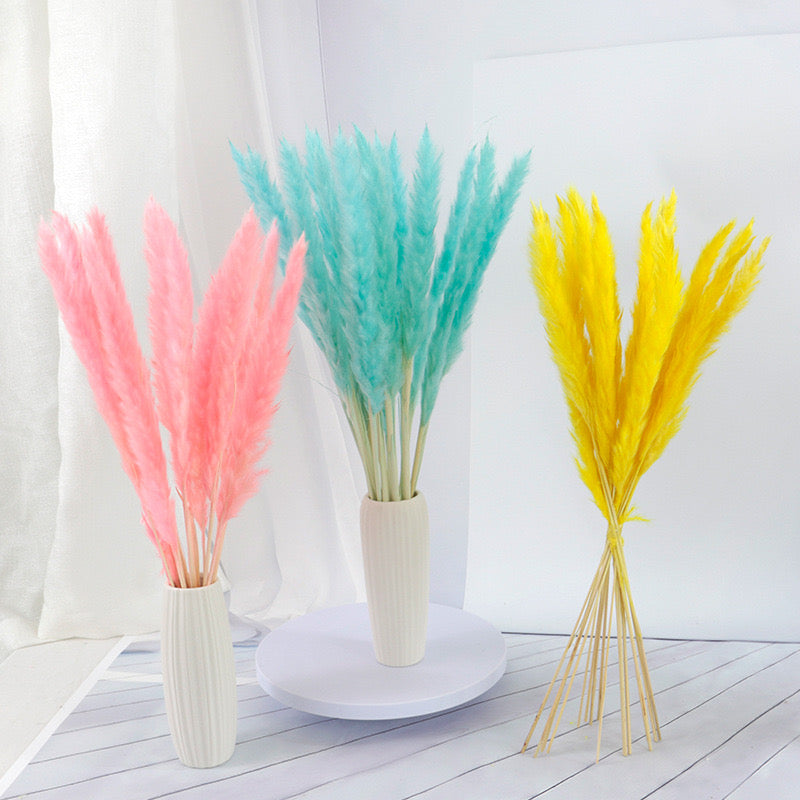 60cm Pampas Grass