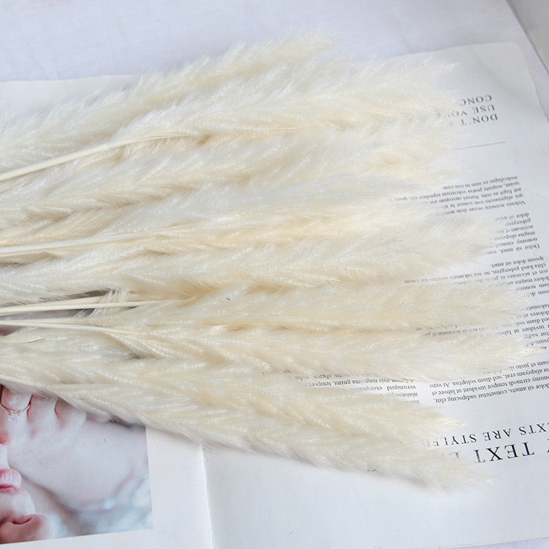 60cm Pampas Grass