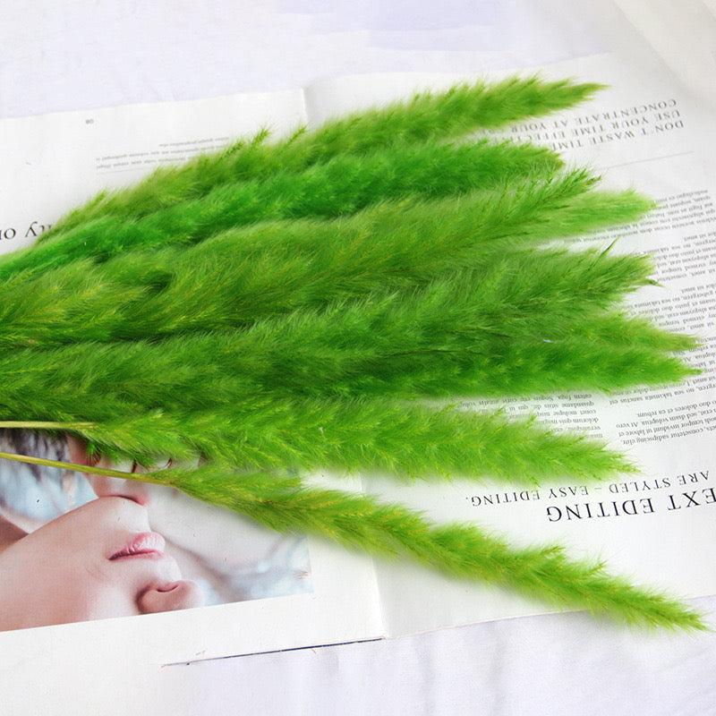 60cm Pampas Grass