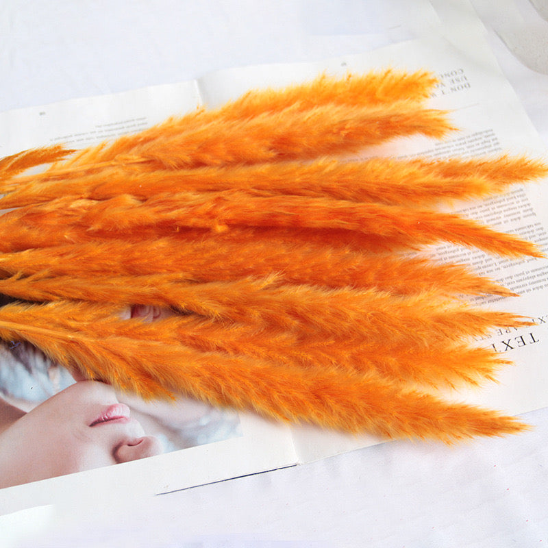 60cm Pampas Grass