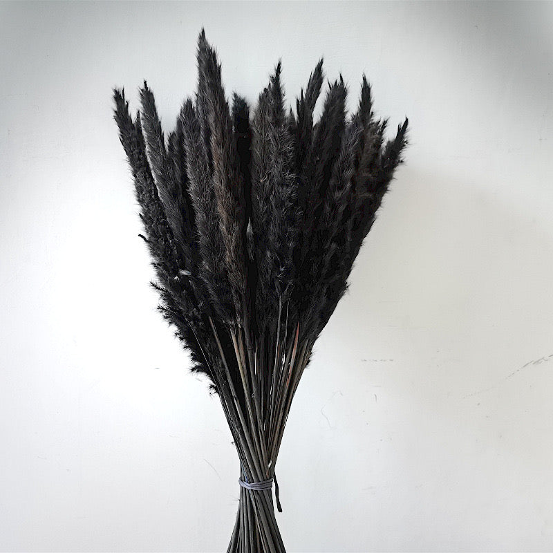 60cm Pampas Grass