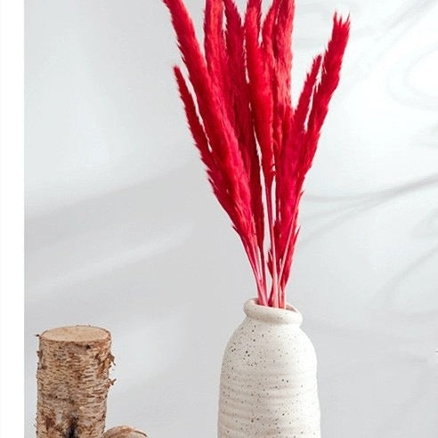 60cm Pampas Grass