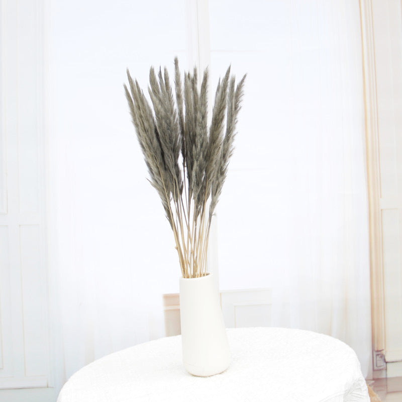 60cm Pampas Grass