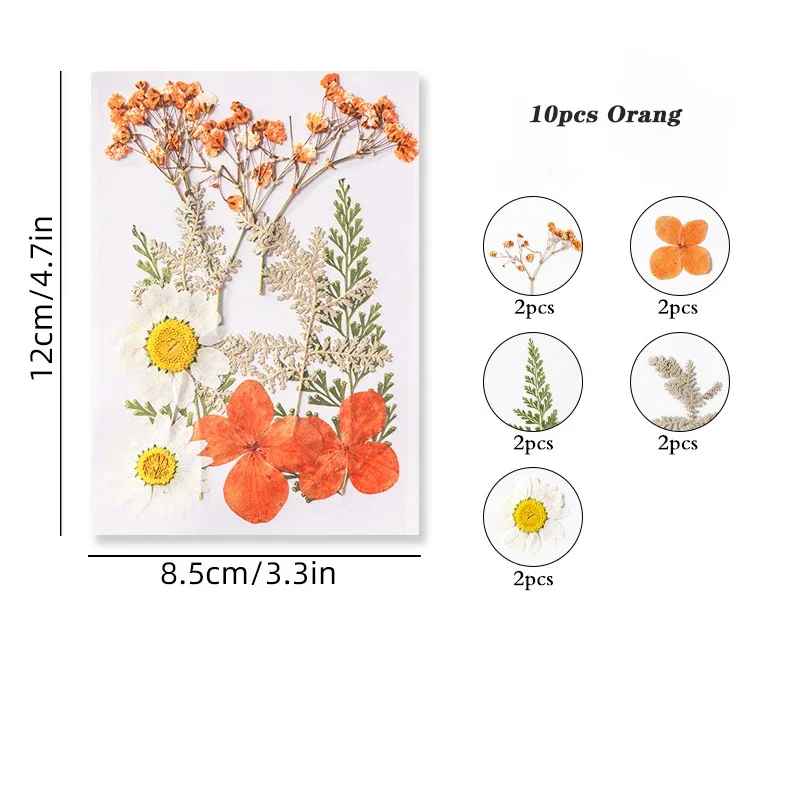 Dried Pressed Flower