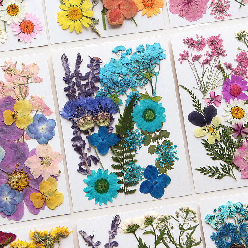 Dried Pressed Flower