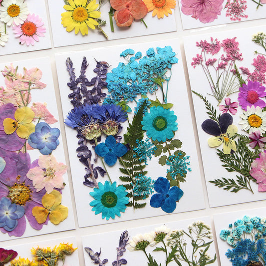 Dried Pressed Flower