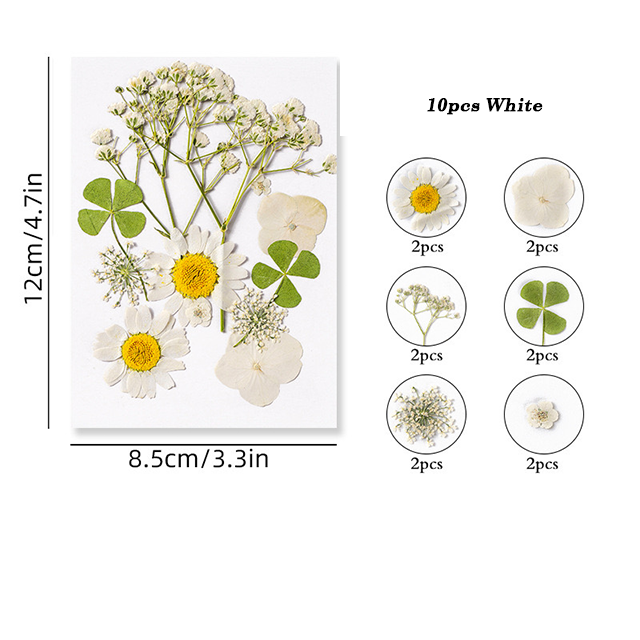 Dried Pressed Flower