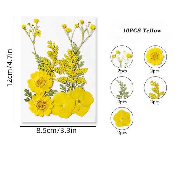 Dried Pressed Flower