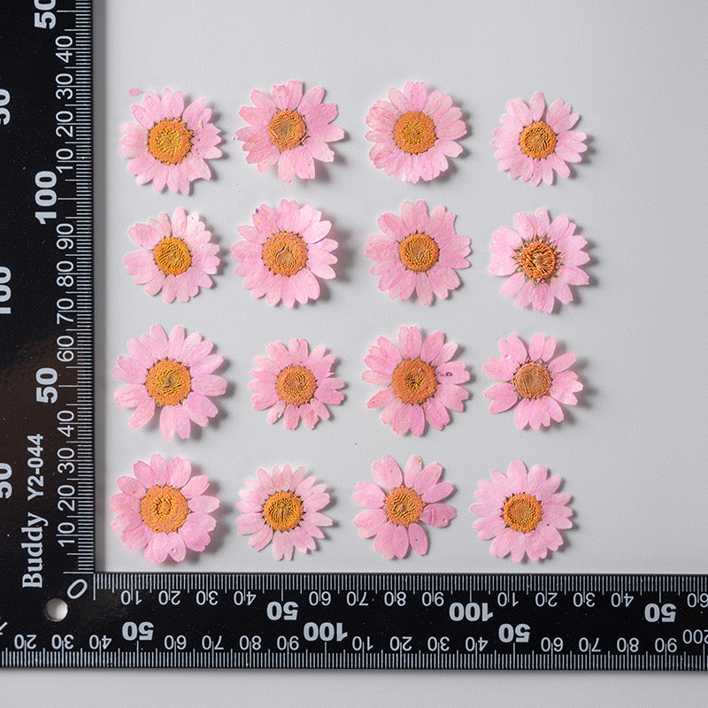 Natural Pressed Flower