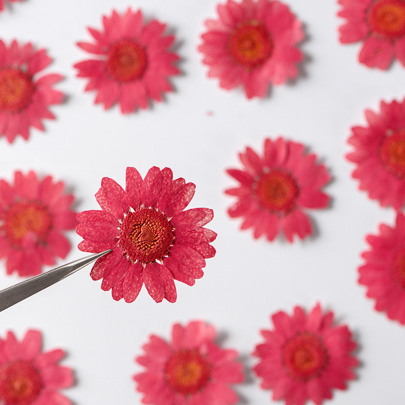 Natural Pressed Flower