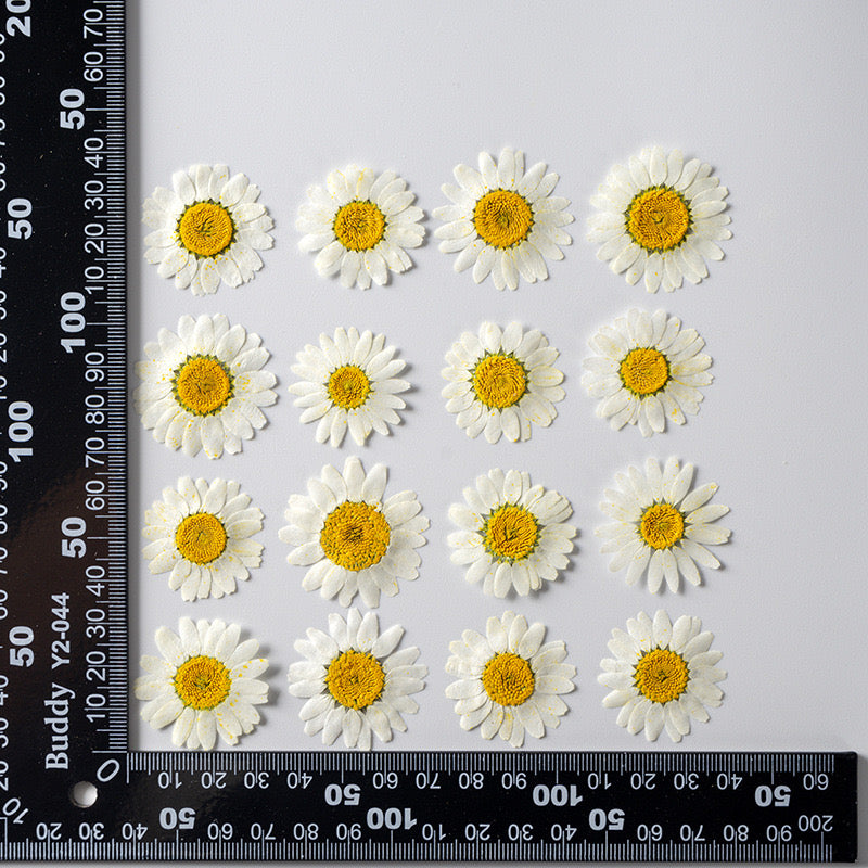 Natural Pressed Flower
