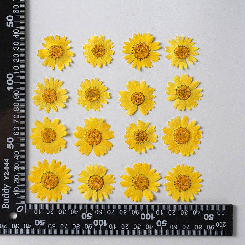 Natural Pressed Flower