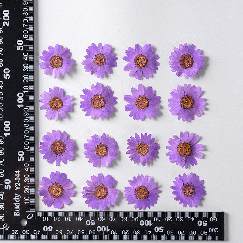 Natural Pressed Flower