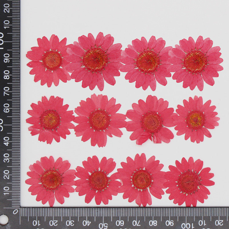 Natural Pressed Flower