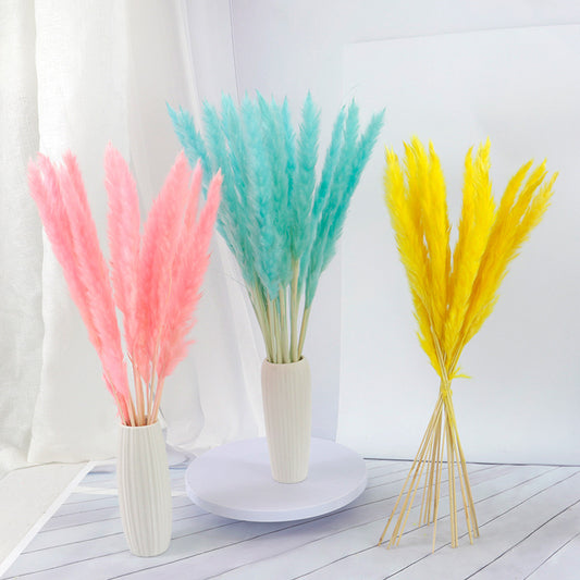 60cm Pampas Grass